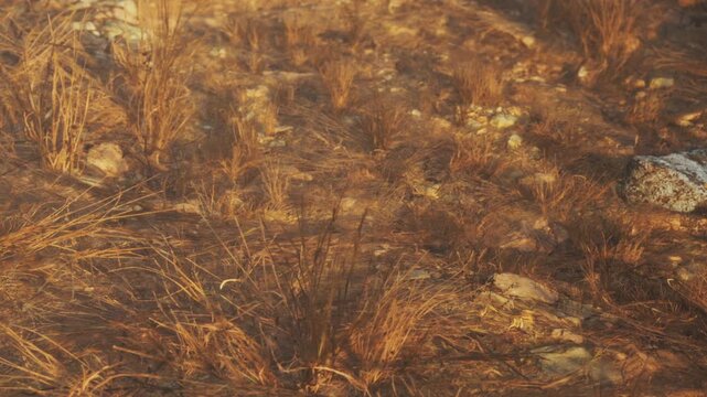 Rocks are scattered on the ground with patches of dry grass around them. The sun is low in the sky, creating a warm light on the landscape.