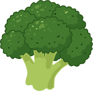 Fresh green broccoli florets vector illustration