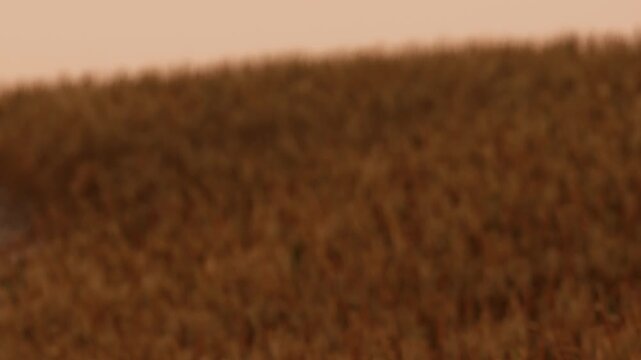 Farmers work in a vast field filled with golden crops in the late afternoon. The sun sets, casting a warm light over the land and the workers. Tools and equipment are visible.