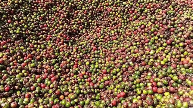Detailed View of Ripening Green Pepper Spikes and Red Peppercorns Spread Out for Drying on an Organic Small Scale Spice Farm in Sri Lanka