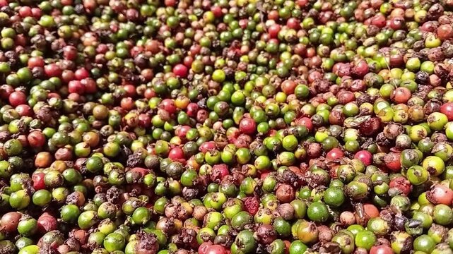 Macro Shot of Fresh Green Pepper Spikes and Ripe Red Peppercorns Mixed Together on a Small Scale Organic Farm in Sri Lanka