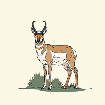 Hand drawn illustration of a pronghorn antelope standing