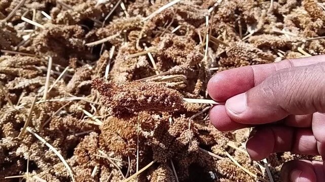 Farmer Hand Holding and Showing Dried Finger Millet Ear, Sun Drying Crop close up