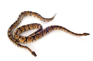 Naklejka premium Python regius