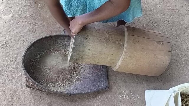 Pouring Pounded Finger Millet Grains from Mortar into Traditional Hand Woven Bamboo Kulla Basket