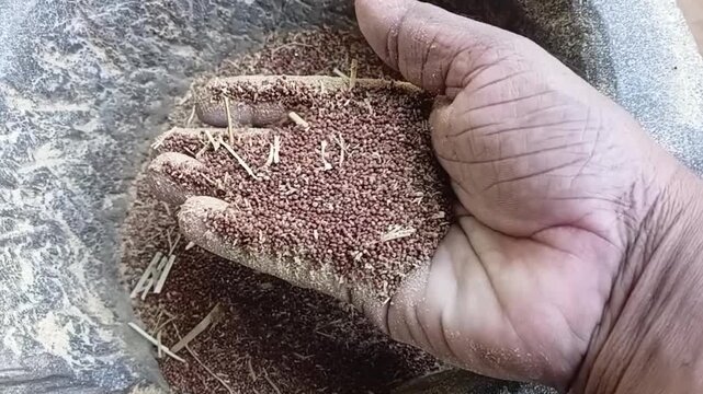 Close Up of Hand Showing Pounded Organic Finger Millet Grains after Mortar Dehusking