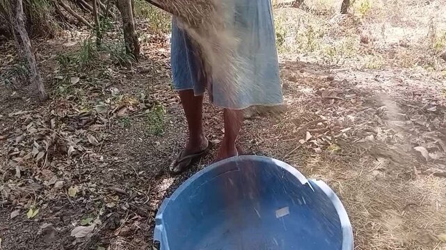 Sri Lankan Woman Winnowing Millet Grains with Traditional Bamboo Kulla, Wind Blowing Chaff Away