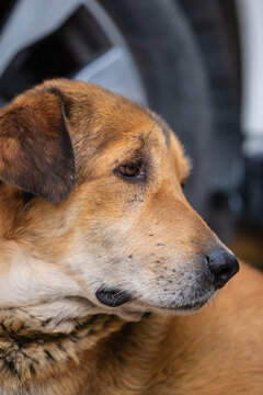 Brown dog portrait resting by car wheel