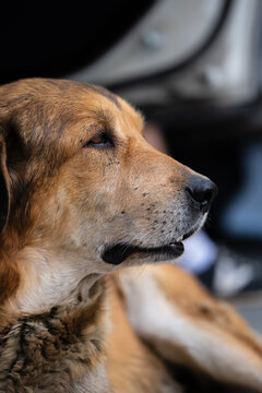 Profile of a brown dog resting calmly