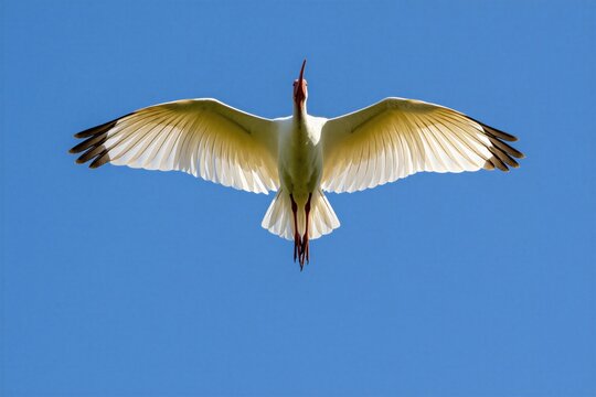Australian white ibis bird flies in blue sky. Large avian creature glides with open wings above ground. Animal wingspan stretches wide in bright sunlight. Wildlife photographer observes bird flight