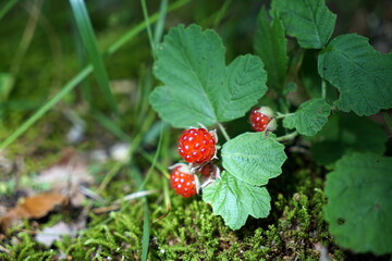 Rubus parvifolius ナワシロイチゴ 苗代苺 © KenChi