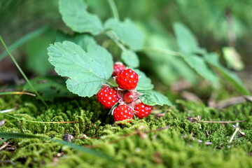 Rubus parvifolius ナワシロイチゴ 苗代苺 © KenChi