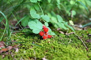 Rubus parvifolius ナワシロイチゴ 苗代苺 © KenChi