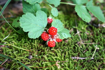 Rubus parvifolius ナワシロイチゴ 苗代苺 © KenChi
