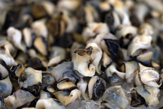 Seafood pile closeup. Seafood with conch meat. Raw seafood texture. Fresh seafood shellfish pieces.