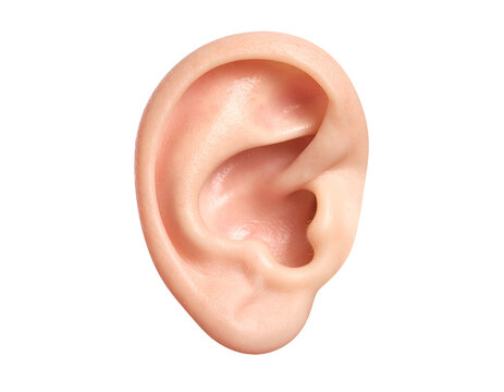 Realistic closeup of human external ear showing auricle helix cartilage and earlobe auditory anatomy on isolated background