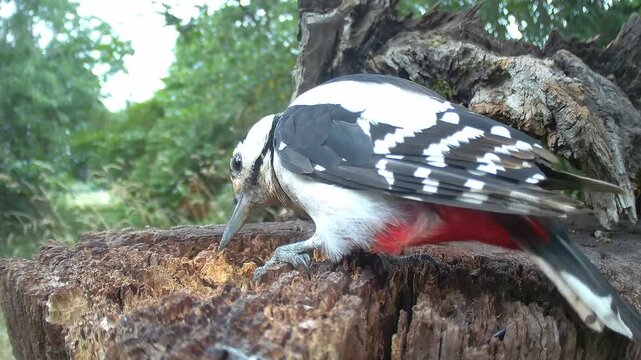 Buntspecht (Dendrocopos major) am Futterplatz
