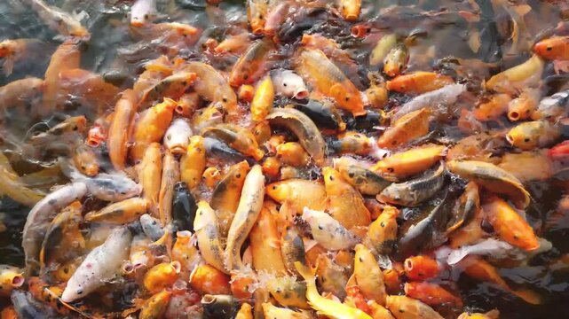 Feeding Frenzy, Koi Fish, Garden Pond, Nature Photography, Aquatic Habitat, Aerial View, Wildlife Behavior