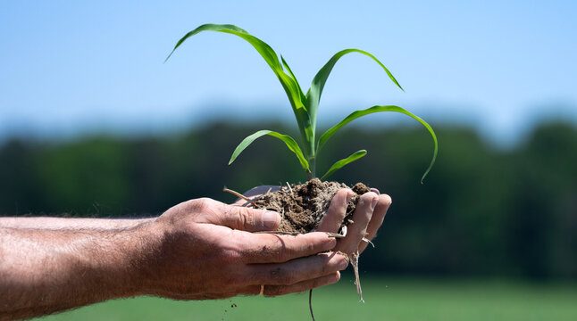 Ground supports early corn plant growth. Ground care improves crop fertility. Farmer hands hold ground with seedling. Spring planting begins in ground.