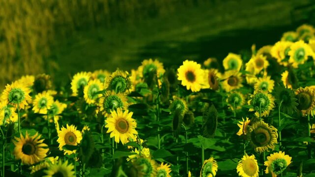 Bright sunflowers fill the field at midday. The flowers stand tall with yellow petals facing the sun. Green leaves surround the flowers, creating a vibrant scene in summer.