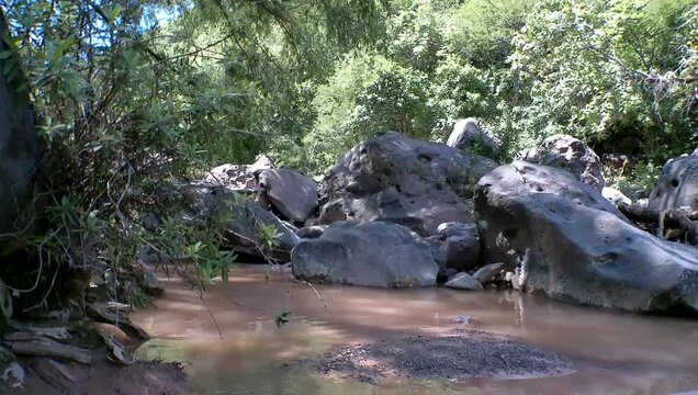 Black bull eating in the background near a ravine with dirty stagnant water