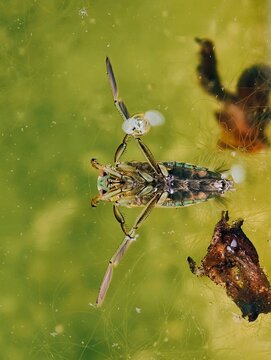 Common backswimmer Notonecta glauca aquatic insect swimming upside down under water surface with air bubble in a green pond