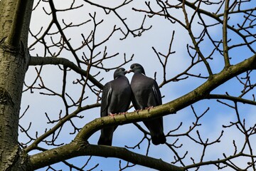 Two wood pigeons sit together on bare tree branch. Birds kiss in romantic interaction against bright blue sky background. Pair of wild doves perch on wood limb during early spring season. Nature © Maryna