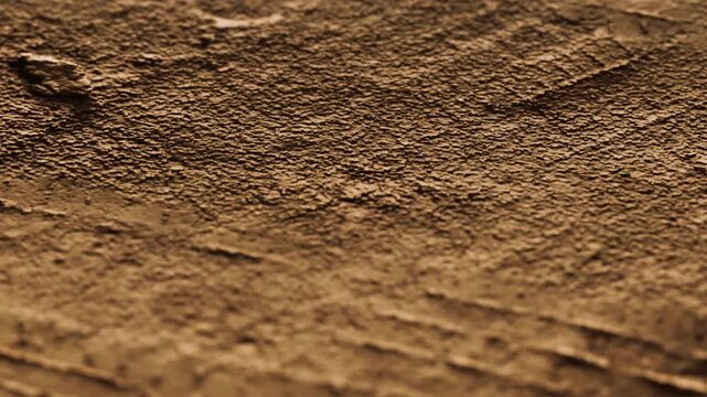 A close view shows a brown surface with various textures and lines. The setting appears natural, highlighting the details on the surface. The light creates shadows and depth.