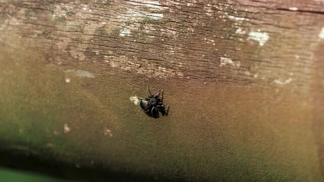 木の手摺りとアオオビハエトリ