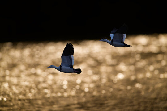 A stunning visual capturing a pair of Radjah Shelducks in graceful flight, wings outstretched, soaring above a coastal landscape