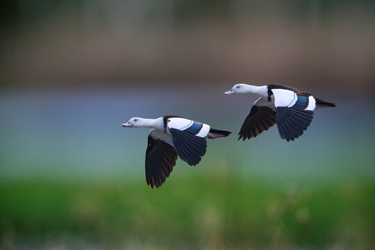 A stunning visual capturing a pair of Radjah Shelducks in graceful flight, wings outstretched, soaring above a coastal landscape