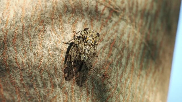 楠木に止まるニイニイゼミ
