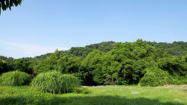 新緑に覆われた山の風景