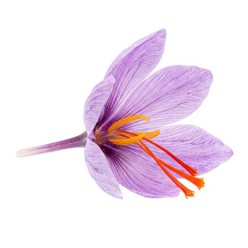 Saffron Flower Isolated On White Background, Crocus Sativus, Delicate Petals, Red Stigmas