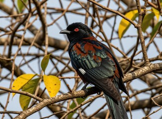 Greater Coucal sits on thin tree branch with yellow leaves. Exotic bird with black feathers, bright red eye rests in forest. Tropical wildlife species perches outdoors in natural environment. © Maryna