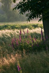 Obraz premium Foxglove Blooms in Meadow Under Soft Morning Light