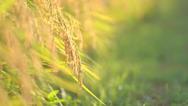 風に揺れる頭を垂れる稲穂