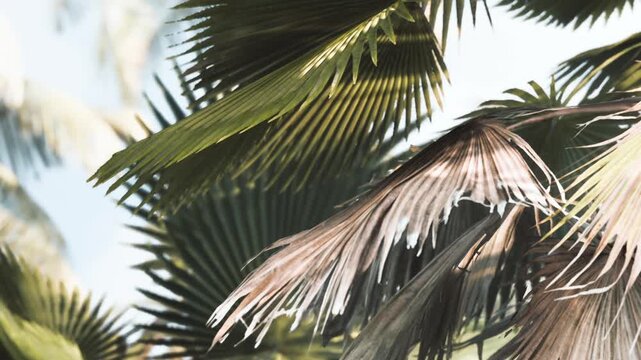 Palm leaves stretch towards the sky in a tropical area. Sunlight filters through the fronds. The scene shows the natural beauty of the environment with green foliage.