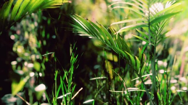 Green plants and leaves fill the area with sunlight shining through. The scene shows a close up view of grass and palm like plants in a natural environment.