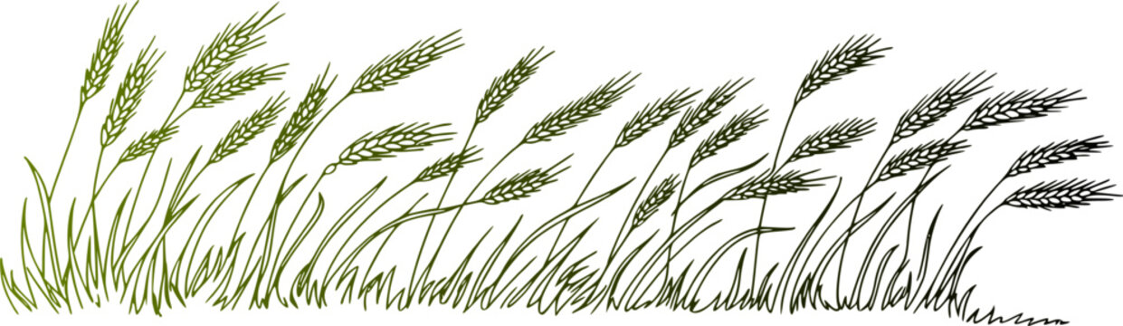 Vector hand drawn illustration of a meadow field line featuring green wheat ears, barley stalks, and wild grass blowing in the wind with a subtle color gradient shift, isolated on a white background.
