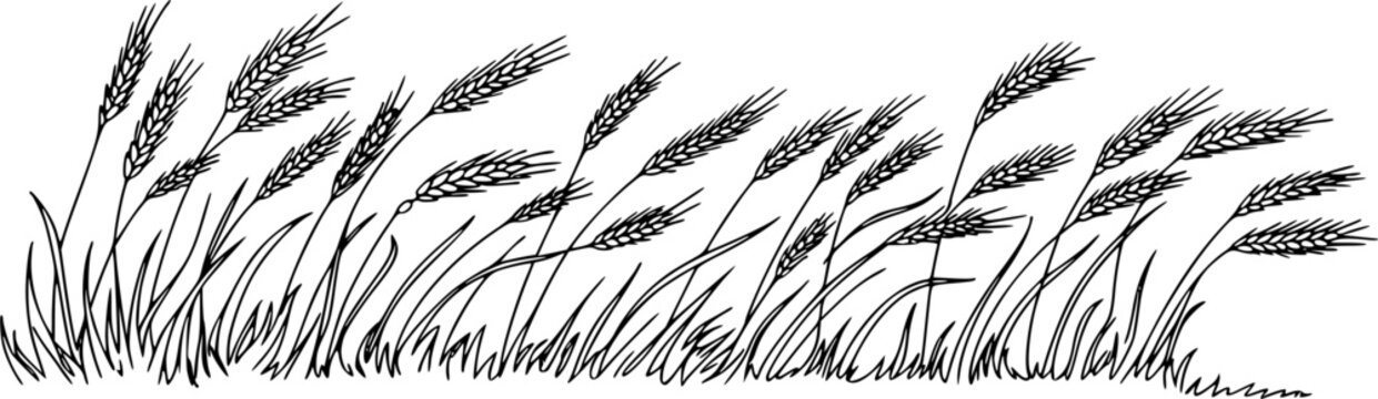 Vector hand drawn line art illustration of a meadow field line featuring ripe wheat ears, barley stalks, and wild grass blowing in the wind, isolated on a white background.