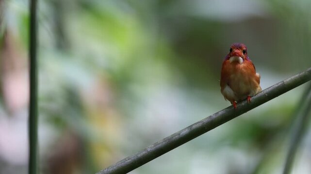 The Sulawesi dwarf kingfisher (Ceyx fallax) is a species of bird in the family Alcedinidae that is endemic to Sulawesi island, Indonesia.