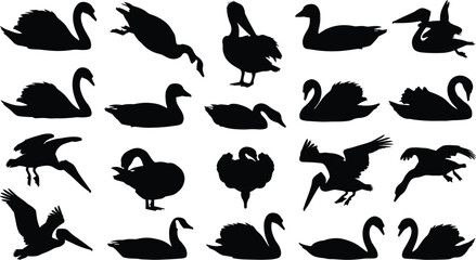 Water birds silhouette vector collection featuring elegant swans swimming ducks and flying pelicans set © Zinnah