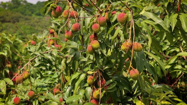 Lychee fruits grow on the tree in Huizhou City, Guangdong Province