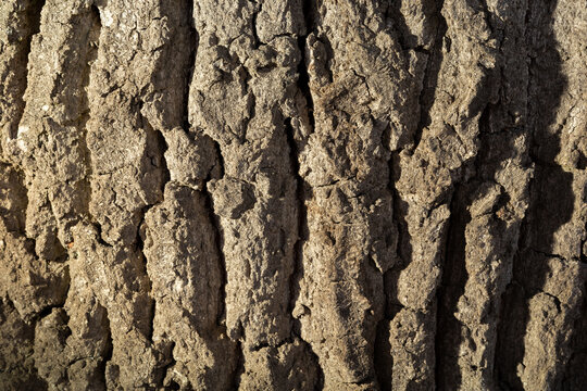 Close-up of tree bark showing texture and patterns in natural light during daytime