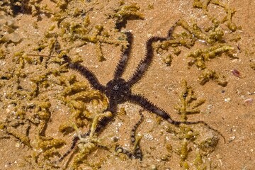 wężowidło z gatunku Ophiocoma scolopendrina © pinus25
