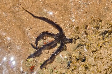 wężowidło z gatunku Ophiocoma scolopendrina © pinus25
