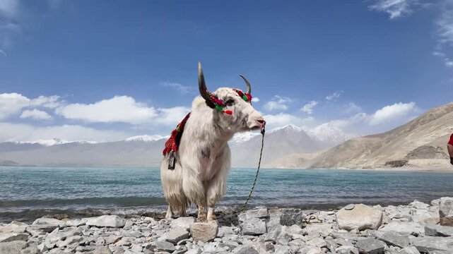 White domestic yak on pebble shore of Baisha Lake with fur blowing in wind Bulunkou Xinjiang China