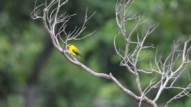 Black-naped oriole (Oriolus chinensis celebensis) is a passerine bird in the oriole family that is found in many parts of Asia. This photo was taken in Tangkoko National Park, Sulawesi island, Indones