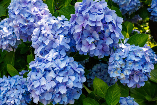 Close-up of Light blue hydrangea flowers blooming in early summer at Shimoda Park.